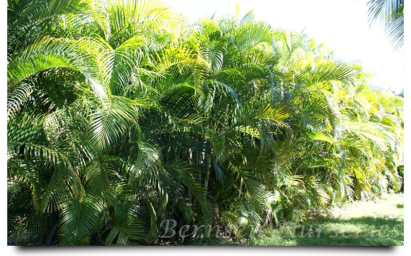areca palm trees naples